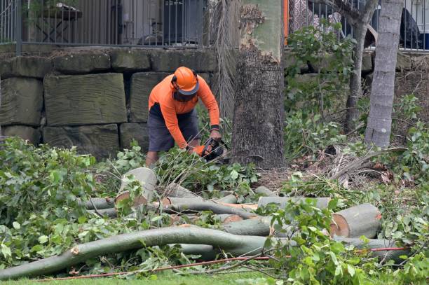 Best Emergency Tree Removal  in USA